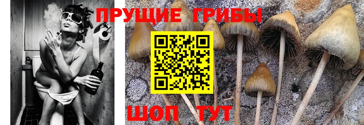 Галлюциногенные грибы Cubensis  Вход с VPN  Выкса 
